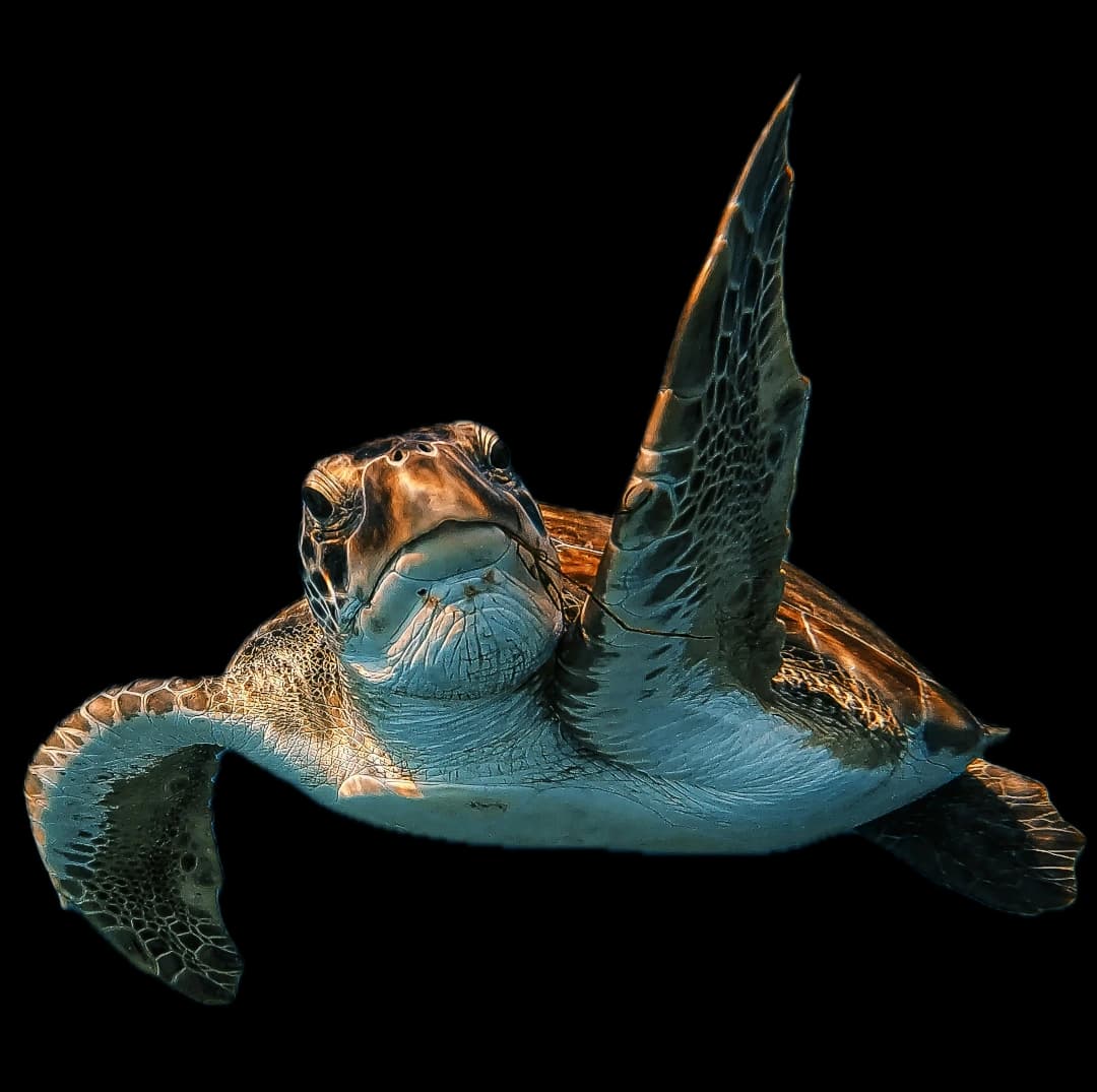 Sea turtle underwater