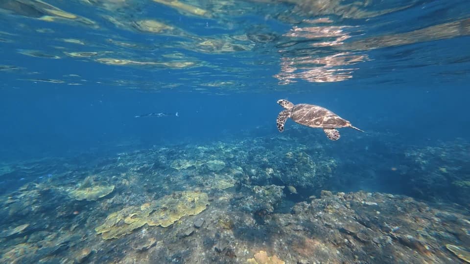 Amed’s underwater world up close 1