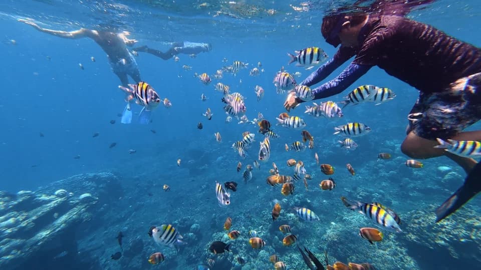 Amed’s underwater world up close 2