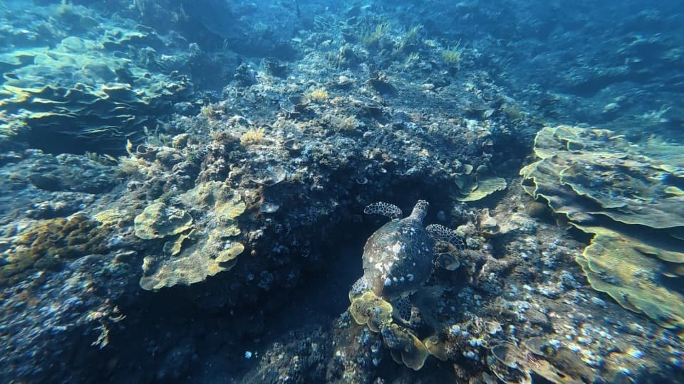 Amed’s underwater world up close 4