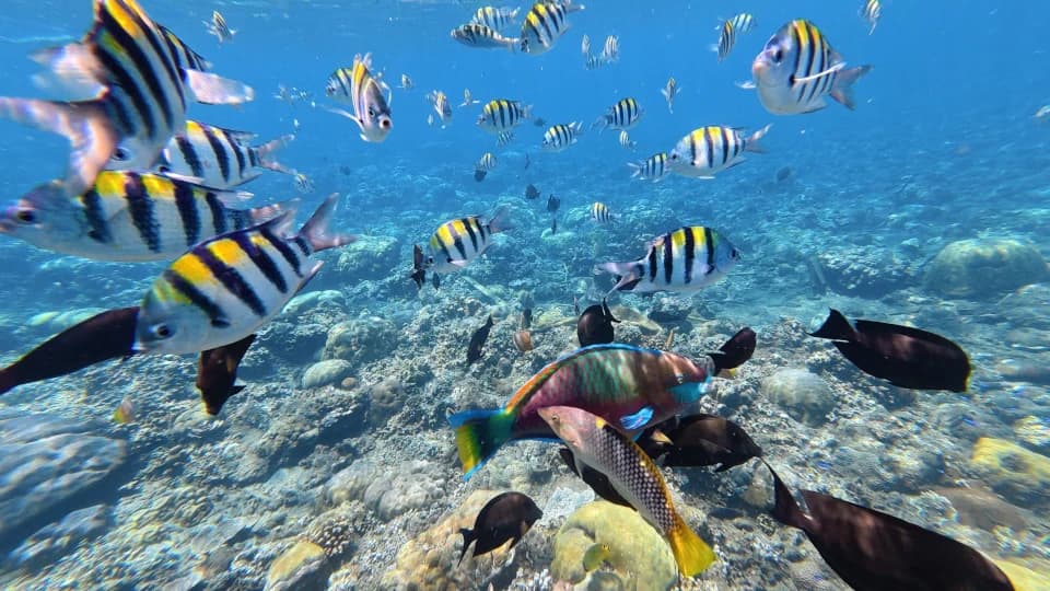 Amed’s underwater world up close 5